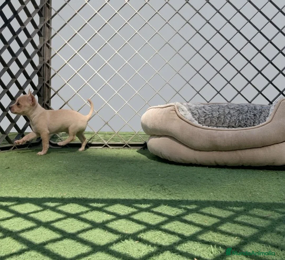 Chihuahua perros en venta: Chihuahua - Anuncio 2