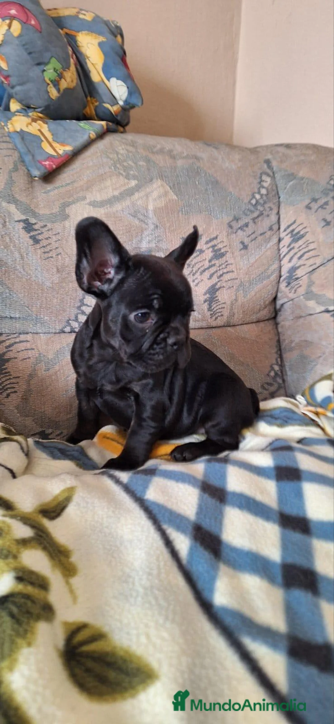 Bulldog Francés perros en venta: Cachorros de Bulldog francés  - Anuncio 4