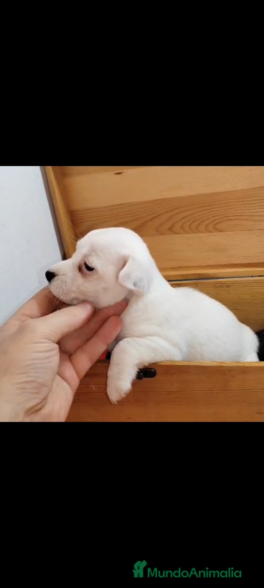 Jack Russell Terrier perros en venta: Jack Russell  - Anuncio 5