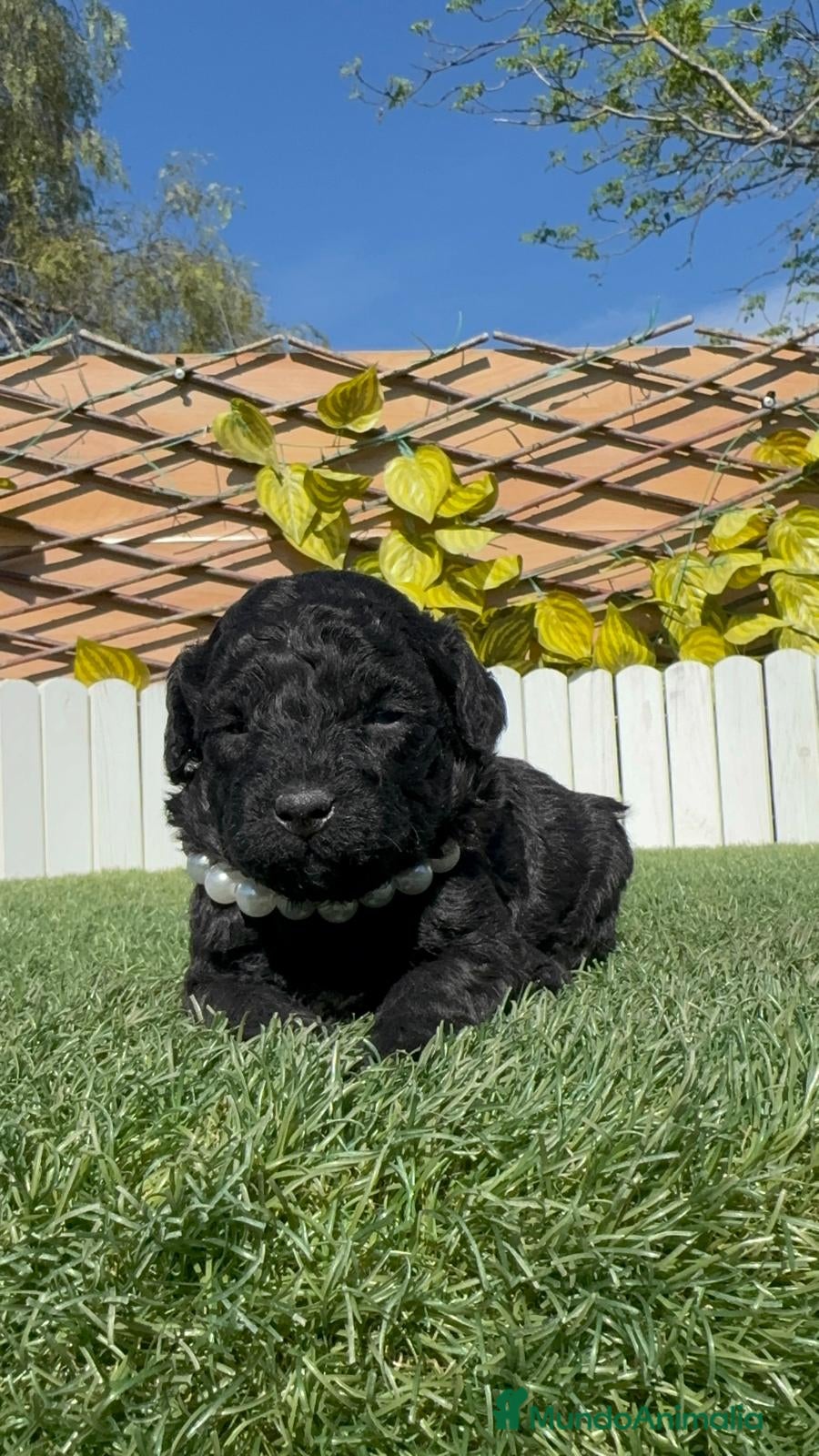 Caniche Toy perros CANICHE TOY - Anuncio 1