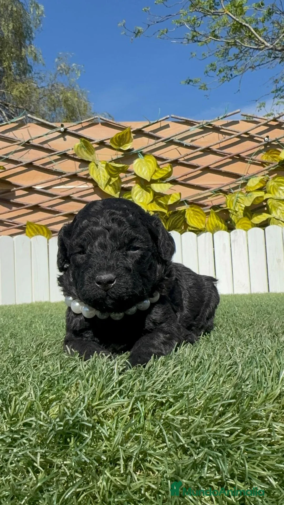 Caniche Toy perros en venta: CANICHE TOY - Anuncio 1