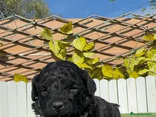 Caniche Toy perros CANICHE TOY - Anuncio 1