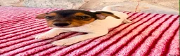 Jack Russell Terrier perros en venta: Jack Russell terrier  - Anuncio 1