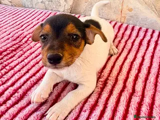 Jack Russell Terrier perros Jack Russell terrier - Anuncio 2