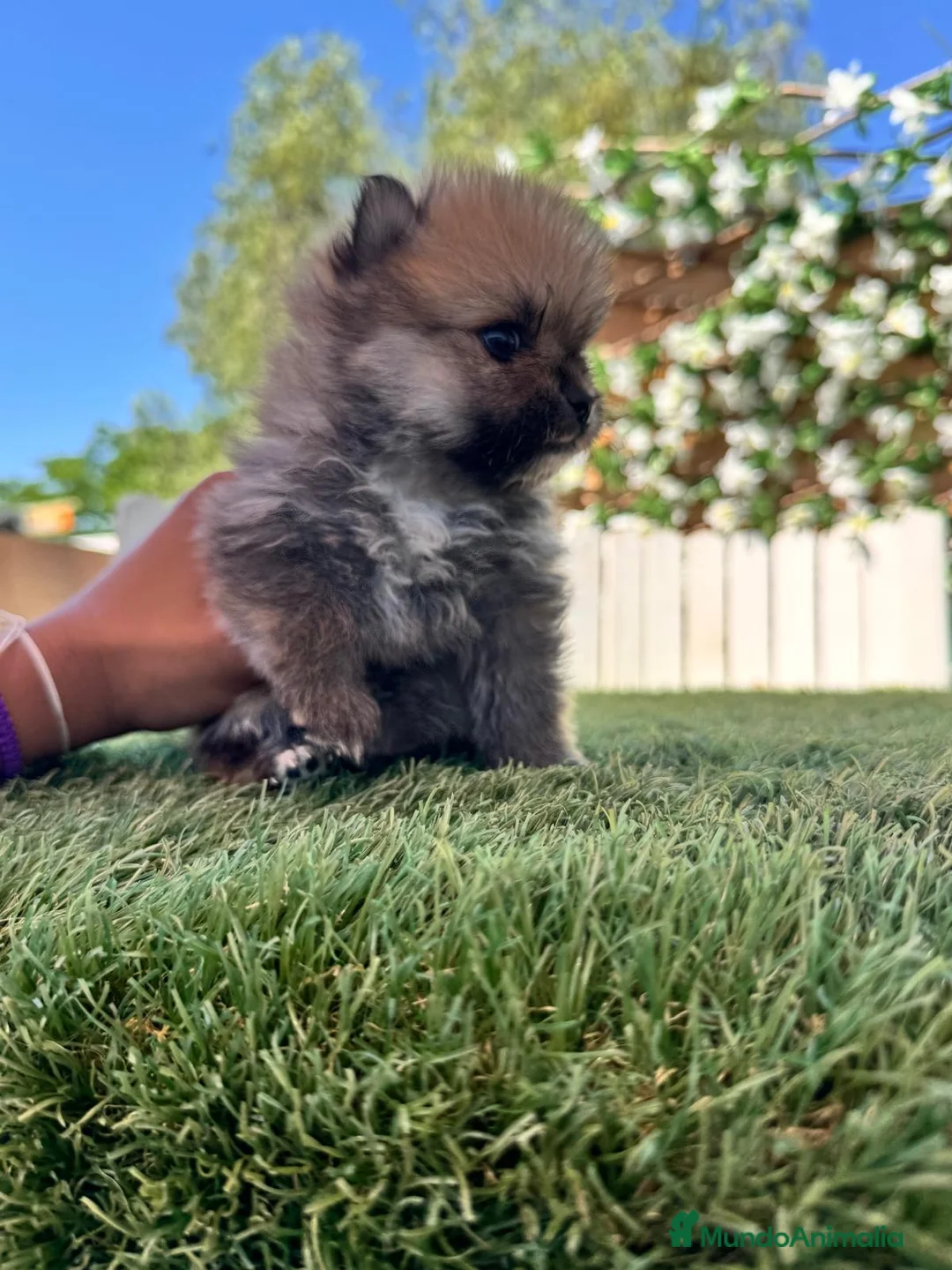 Pomerania perros en venta: POMERANIA - Anuncio 11