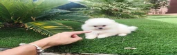 Pomerania perros en venta: Lulu pomerania - Anuncio 2