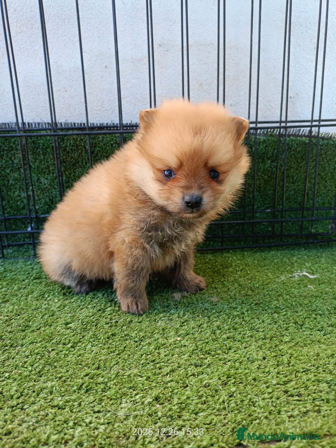 Pomerania perros en venta: POMERANIA  - Anuncio 1
