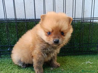 Pomerania perros POMERANIA - Anuncio 9