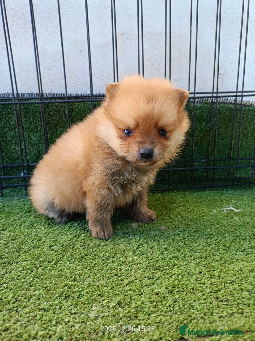 Pomerania perros en venta: POMERANIA  - Anuncio 1