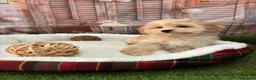 Maltipoo perros en venta: Maltipoo listo para conocer a su nueva famila!! - Anuncio 3