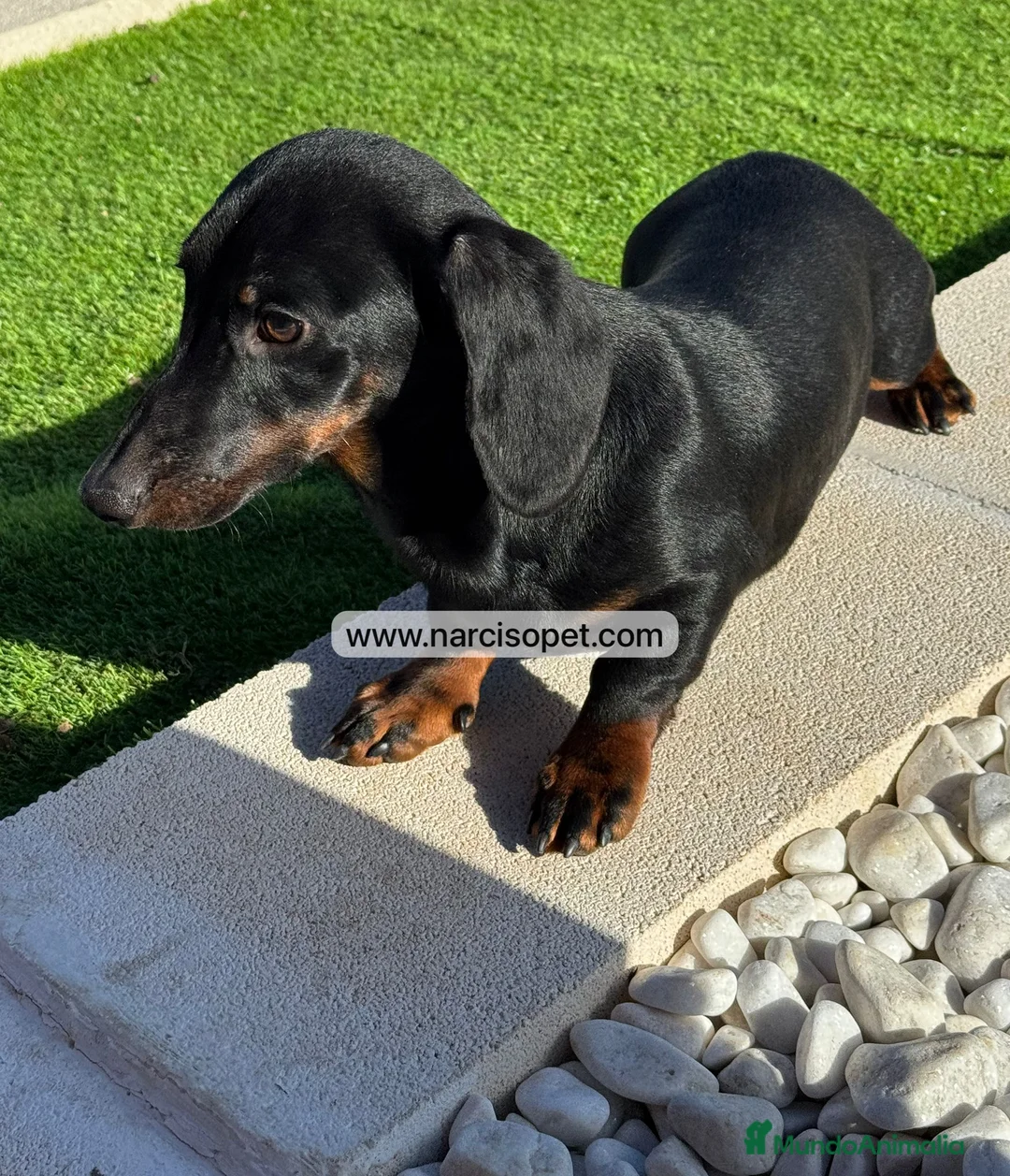 Teckel Miniatura perros en venta: TECKEL 4 MESES MACHO - Anuncio 5
