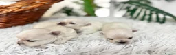 Bichón Maltés perros en venta: BICHON MALTES 100X100 COREANO - Anuncio 7