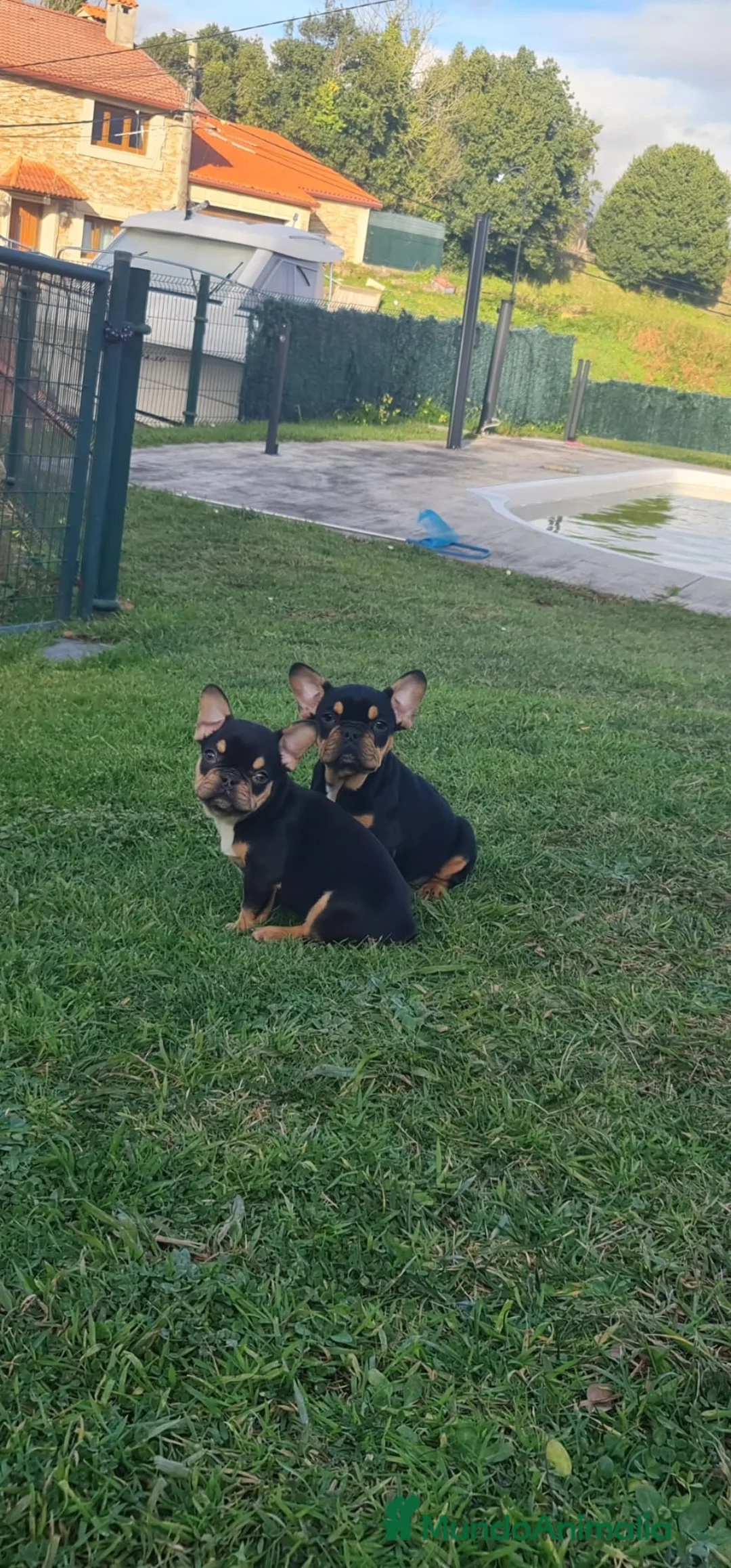 Bulldog Francés perros en venta: Bulldog Francés exóticos hembra en adopción - Anuncio 1