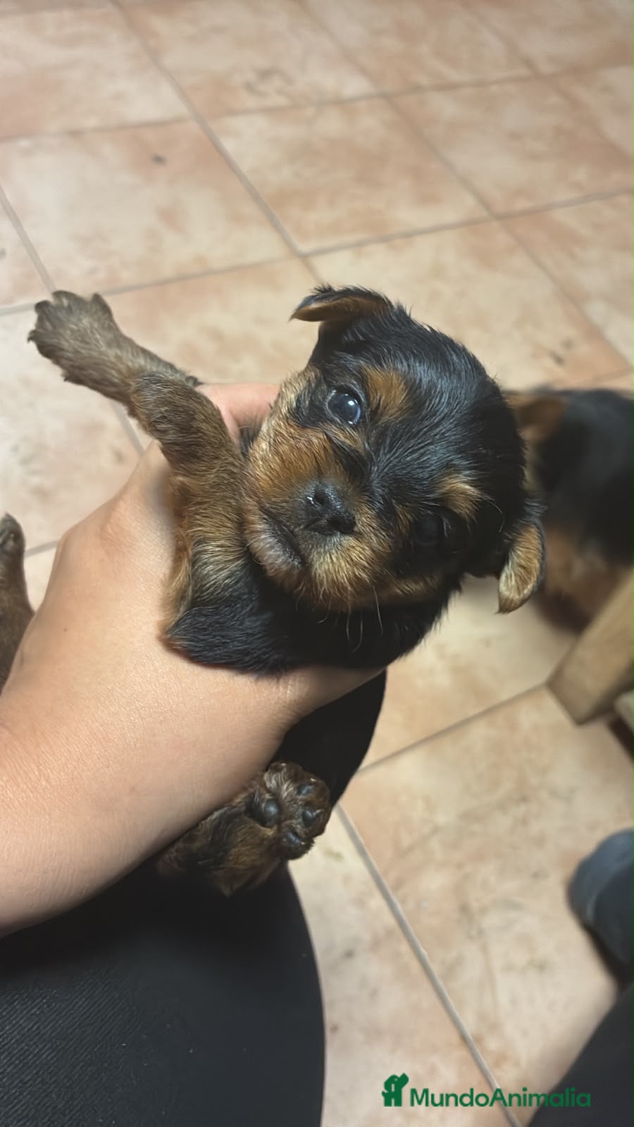 Yorkshire Terrier perros en venta: Yorshire terrier  - Anuncio 6