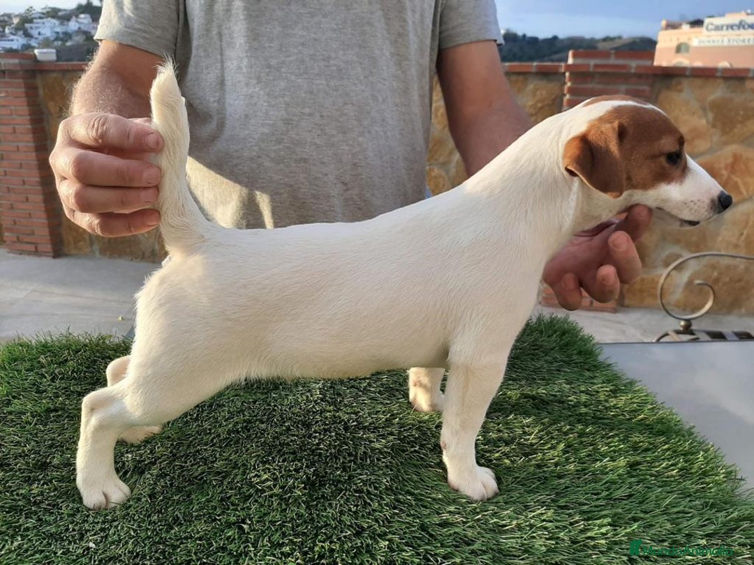 Jack Russell Terrier perros en venta: Jack Russell hembra bicolor muy buena morfologia  - Anuncio 1
