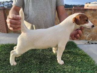 Jack Russell Terrier perros Jack Russell hembra bicolor muy buena morfologia - Anuncio 2