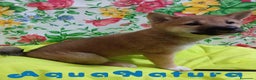 Shiba Inu perros en venta:  Shiba Inu Hembra de Mel y Simbad - AQUANATURA - Anuncio 8