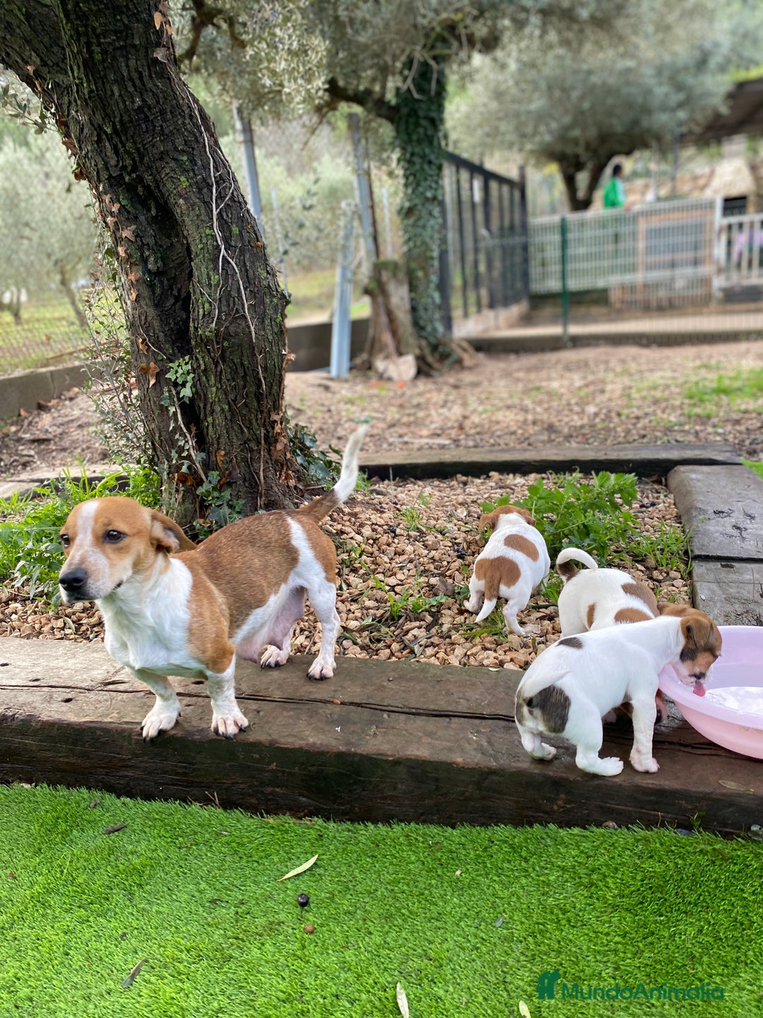 Jack Russell Terrier perros en venta: Jack Russell patas cortas 🐾 - Anuncio 2