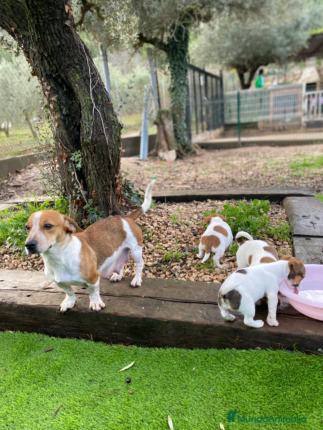 Jack Russell Terrier perros en venta: Jack Russell patas cortas 🐾 - Anuncio 2