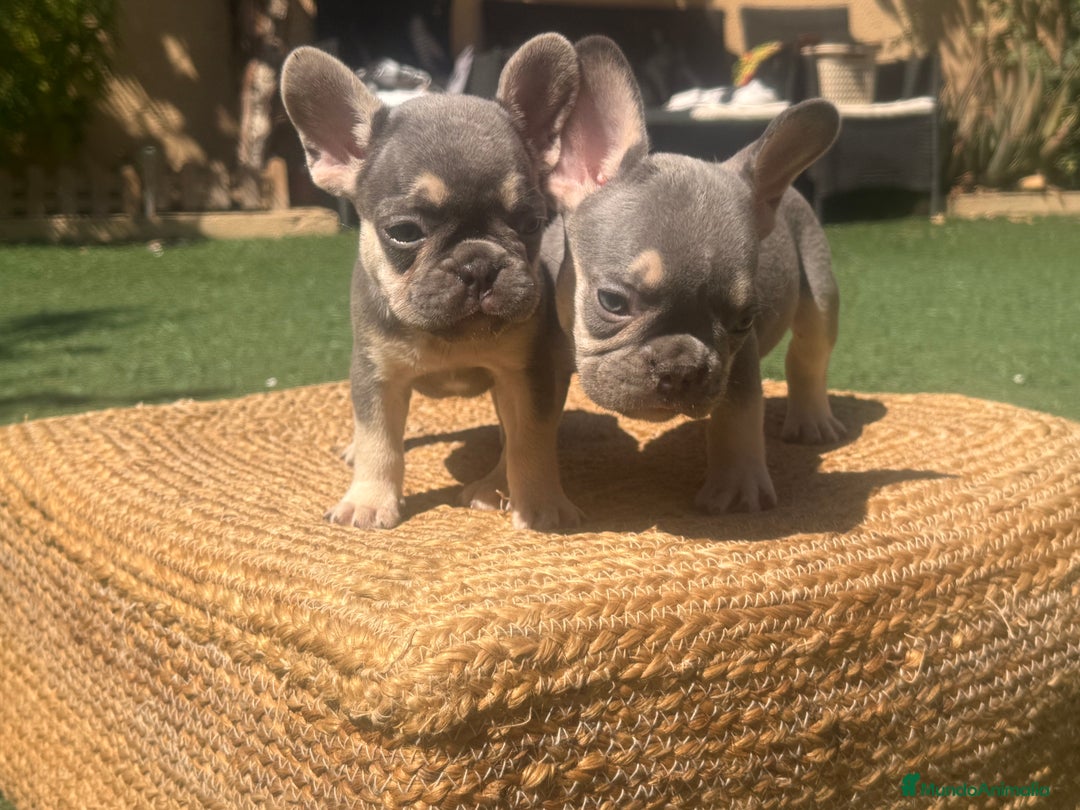 Bulldog Francés perros en venta: BULLDOG FRANCES LILAC AND TAN  - Imagen 2