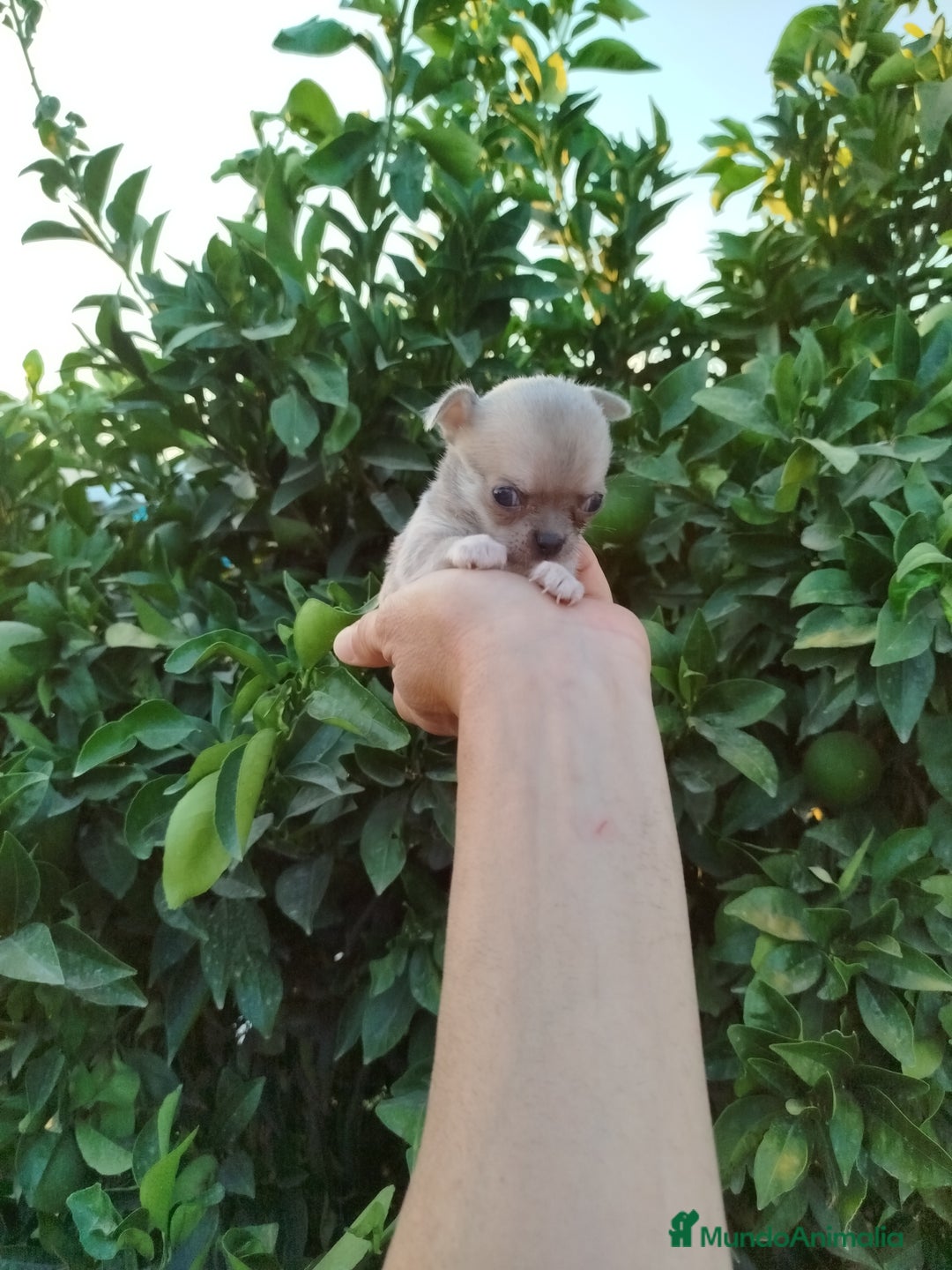 Chihuahua perros en venta: Chihuahua Toy  - Imagen 8