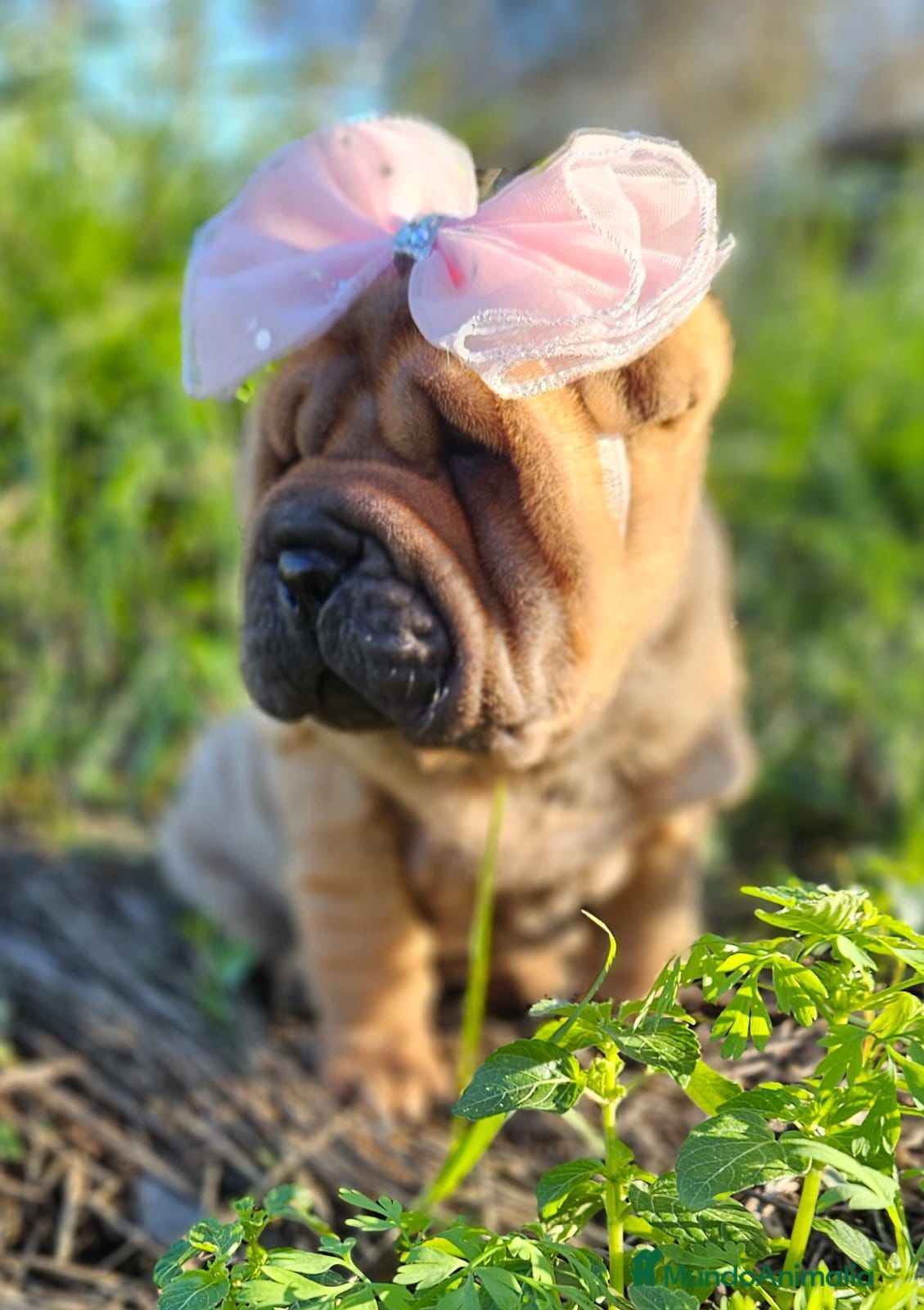 Shar Pei perros PRECIOSOS BEBES SHAR PEI - Anuncio 1