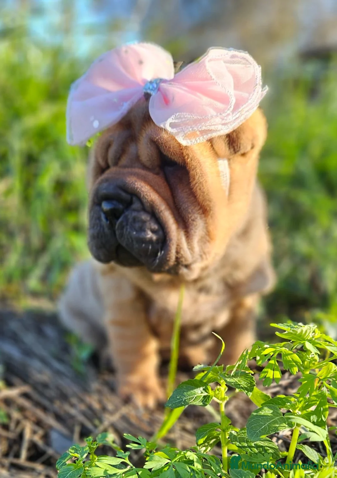 Shar Pei perros en venta: PRECIOSOS BEBES SHAR PEI - Anuncio 1