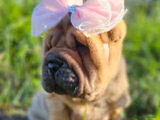 Shar Pei perros PRECIOSOS BEBES SHAR PEI - Anuncio 1