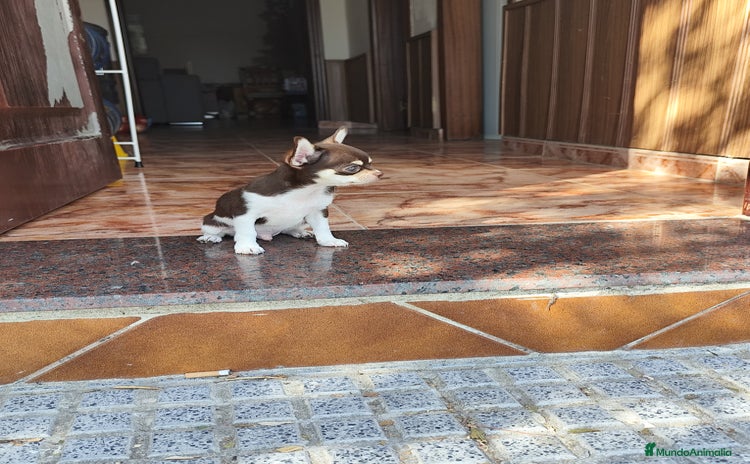 Chihuahua perros - Anuncio 1