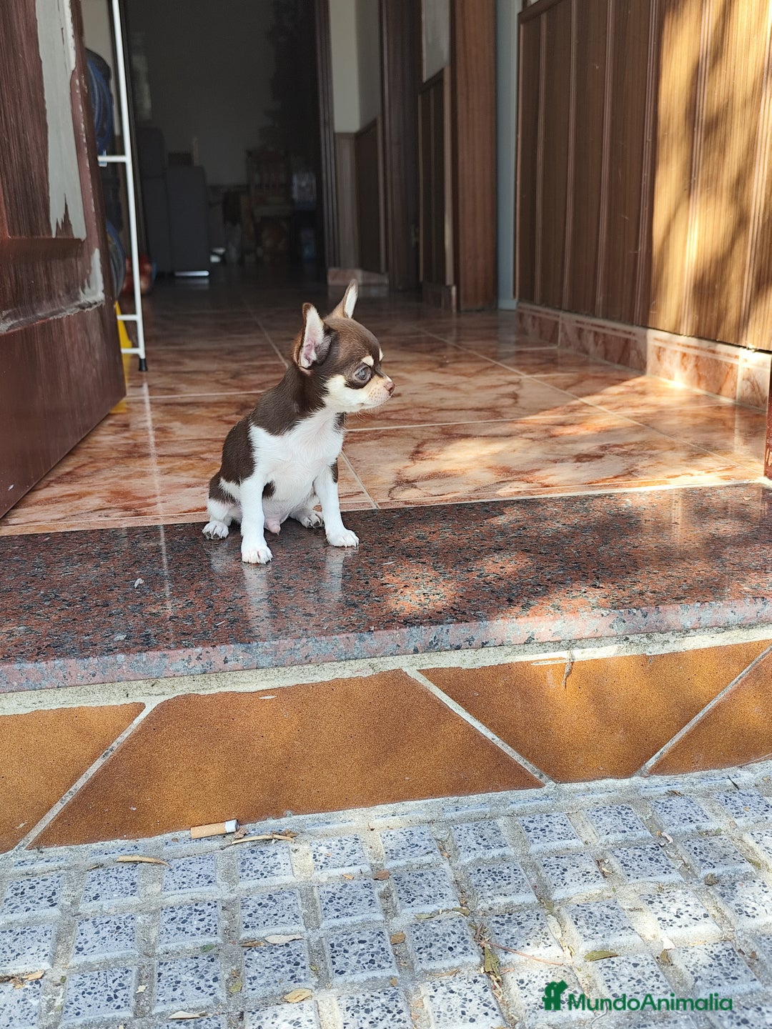 Chihuahua perros en venta: Chihuahua  - Imagen 1