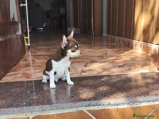 Chihuahua perros - Anuncio 17