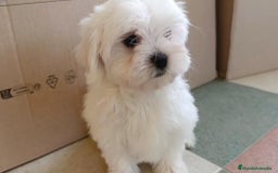 Bichón Maltés perros en venta: Bichon maltés toy  - Imagen 6