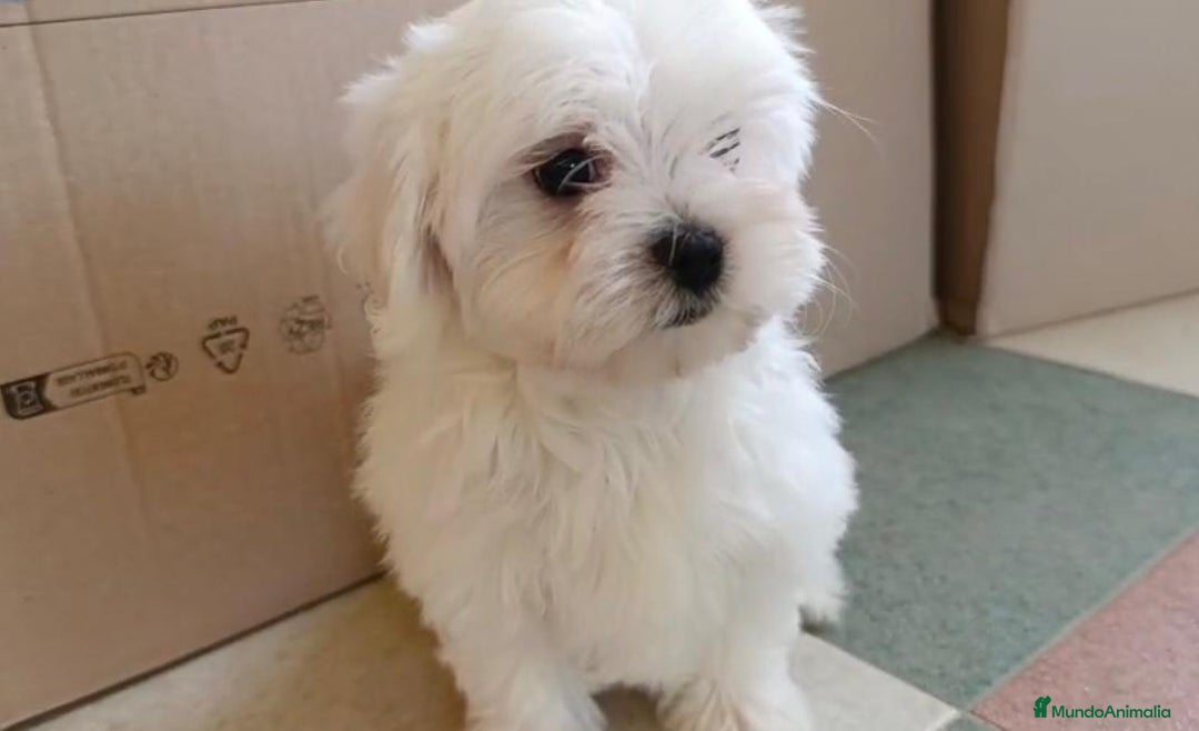 Bichón Maltés perros en venta: Bichon maltés toy  - Imagen 6