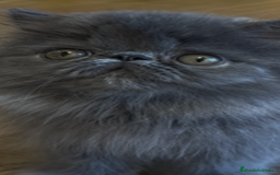 Persa gatos en venta: Persa Macho Azul - Imagen 1