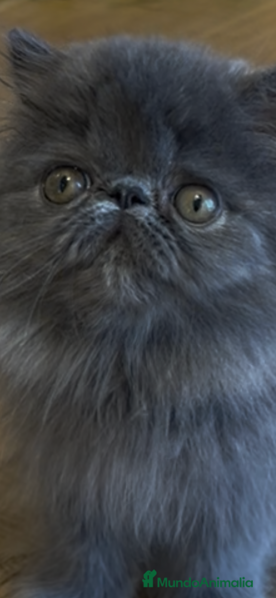 Persa gatos en venta: Persa Macho Azul - Imagen 1
