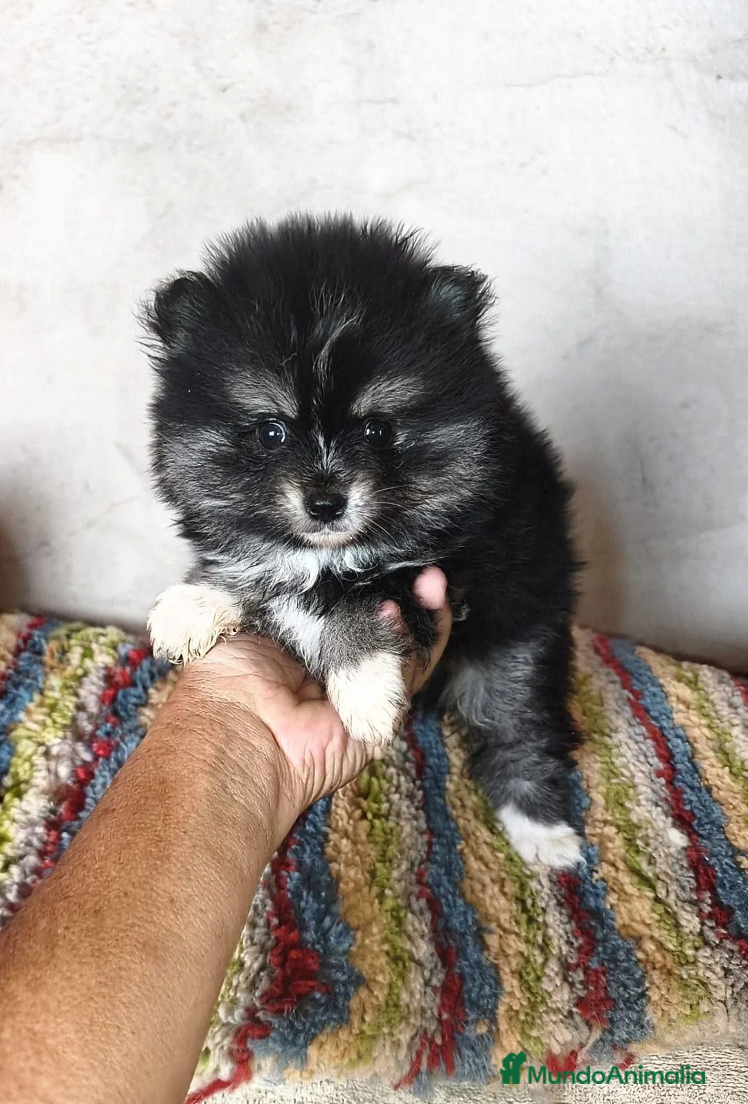 Pomerania perros en venta: POMERANIA PRECIOSO MACHITO - Anuncio 2