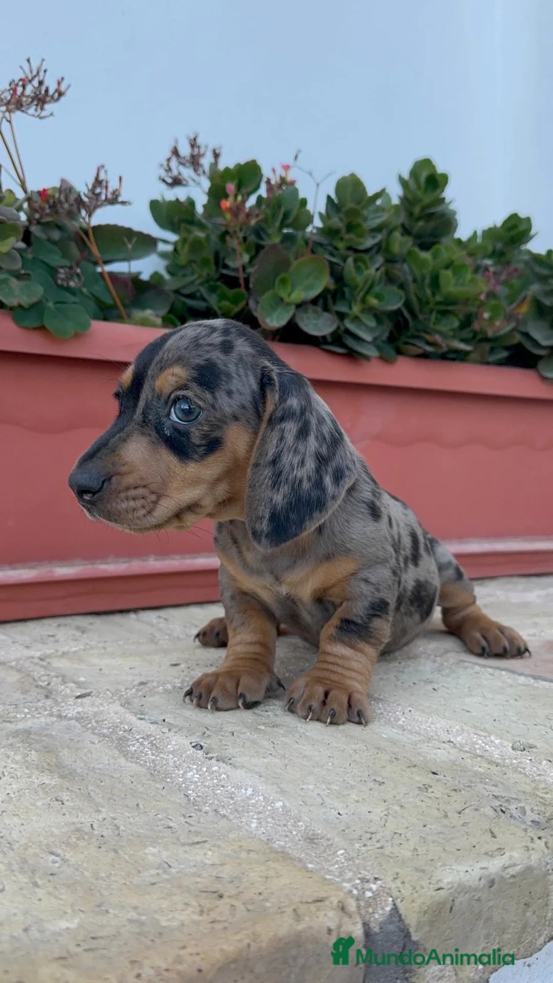 Teckel Miniatura perros en venta: TECKEL ARLEQUIN MINIATURA - Anuncio 2