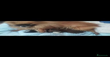 Pomerania perros - Propaganda 14