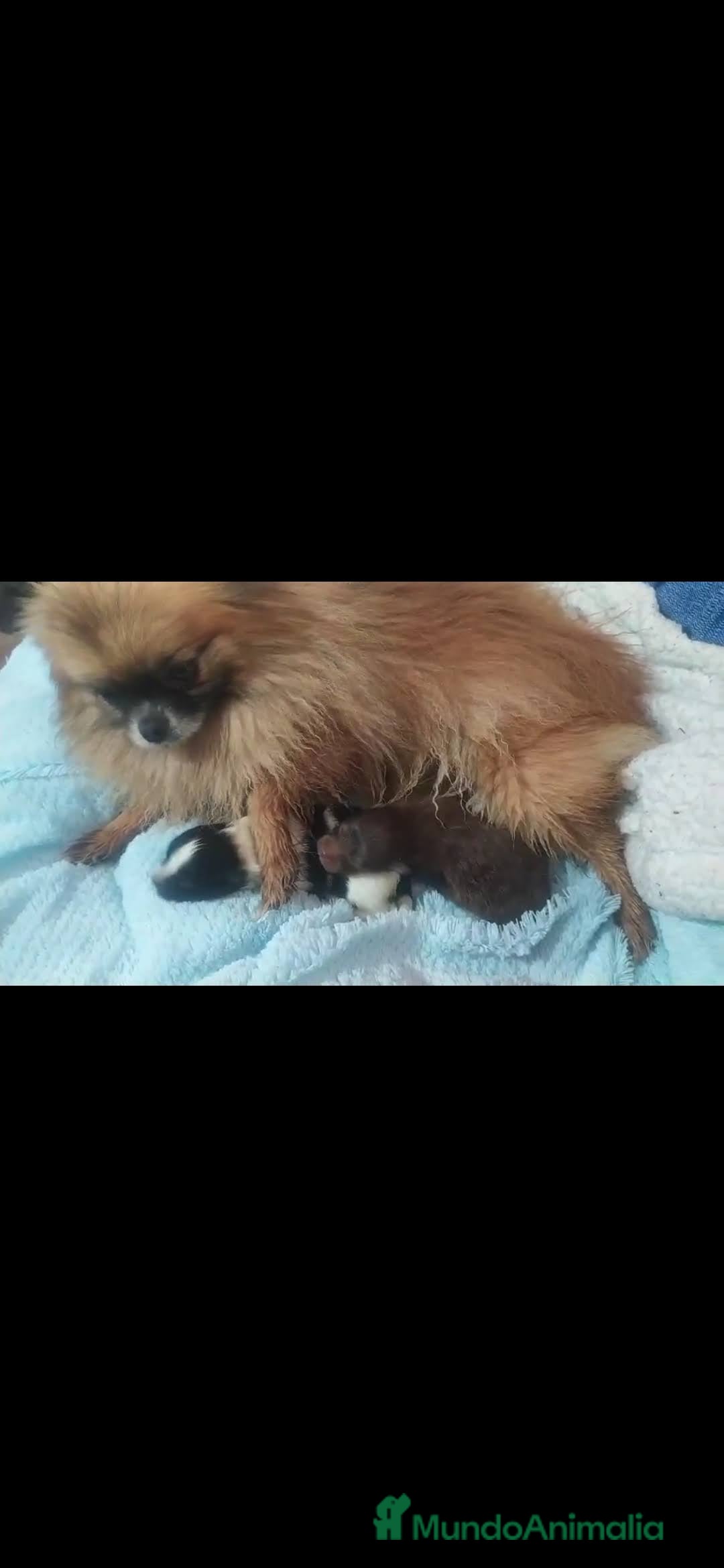 Pomerania perros en venta: Preciosas camada de pomerania  - Imagen 2