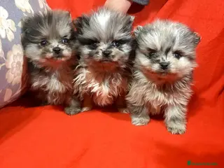 Pomerania perros Pomerania miniatura merlé - Anuncio 2