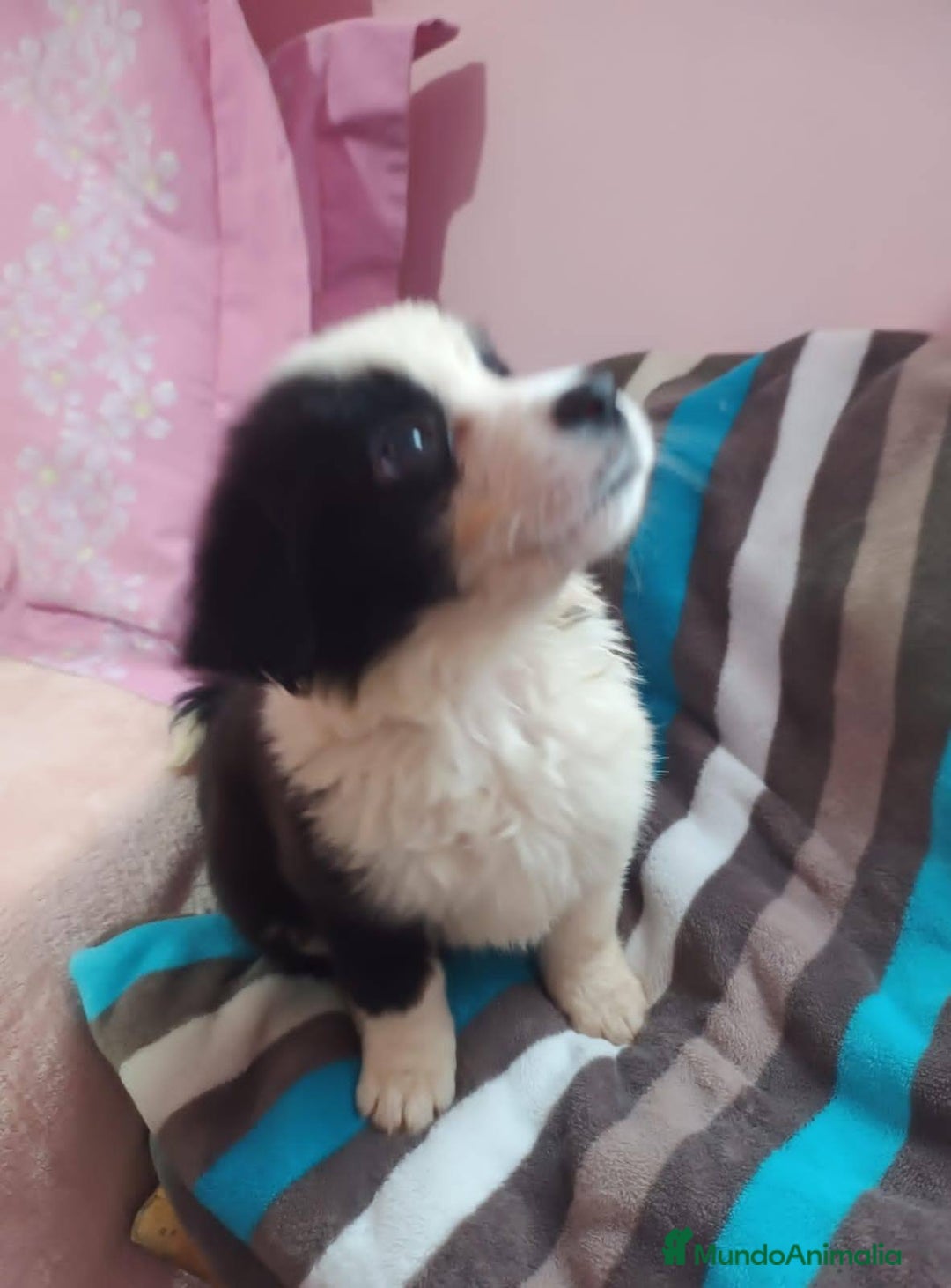 Border Collie perros en venta: border collie puppie - Anuncio 3