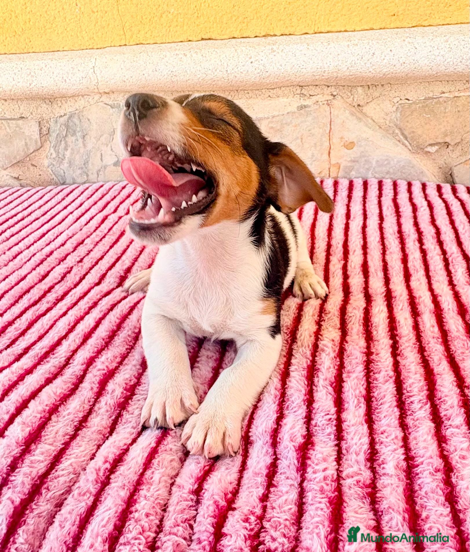 Jack Russell Terrier perros Jack Russell terrier  - Anuncio 1