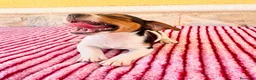 Jack Russell Terrier perros en venta: Jack Russell terrier  - Anuncio 1