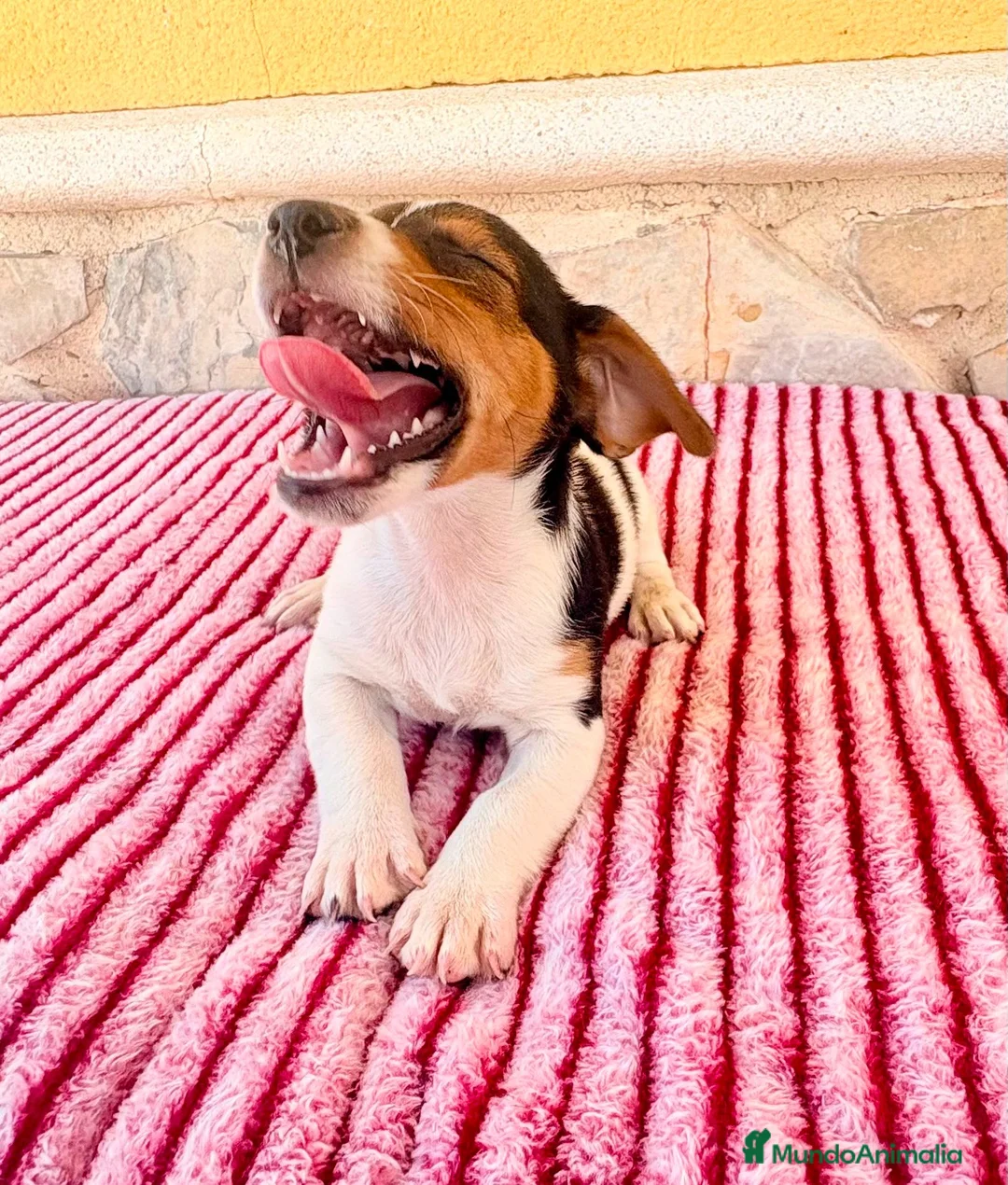 Jack Russell Terrier perros en venta: Jack Russell terrier  - Anuncio 1