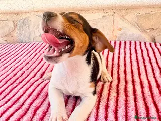 Jack Russell Terrier perros Jack Russell terrier - Anuncio 1