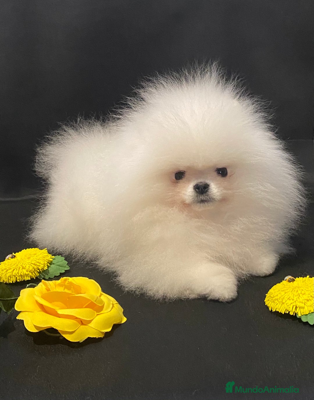 Pomerania perros en venta: Pomerania hembra mini - Anuncio 3