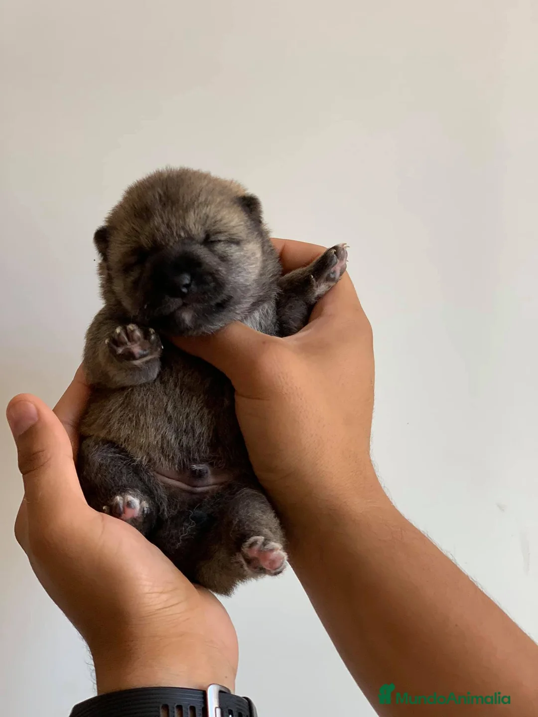 Shiba Inu perros en venta: SHIBA INU - Anuncio 1