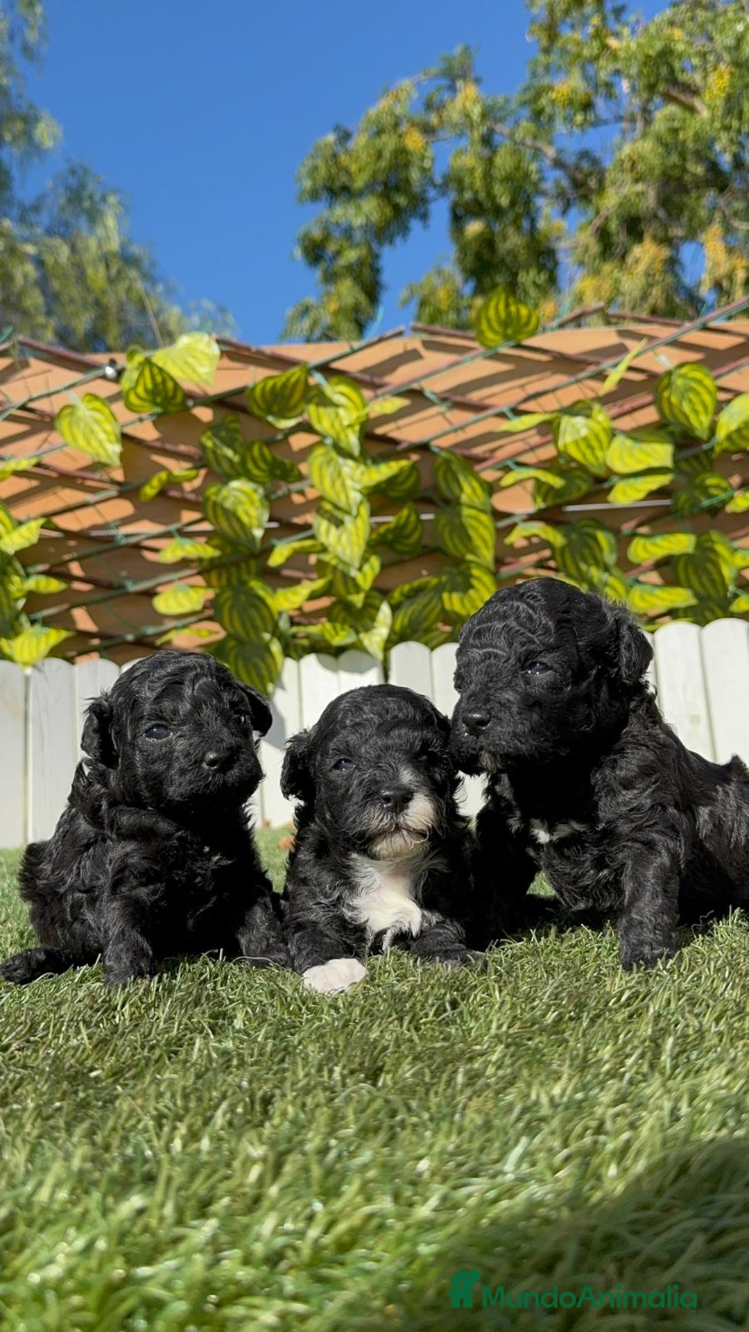 Caniche Toy perros en venta: CANICHE TOY - Imagen 4