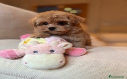 Maltipoo perros en venta: Maltipoo de caramelo toy hembra  - Imagen 4
