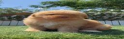 Perro de Agua Español perros en venta: PERRO DE AGUA ESPAÑOL - Anuncio 6